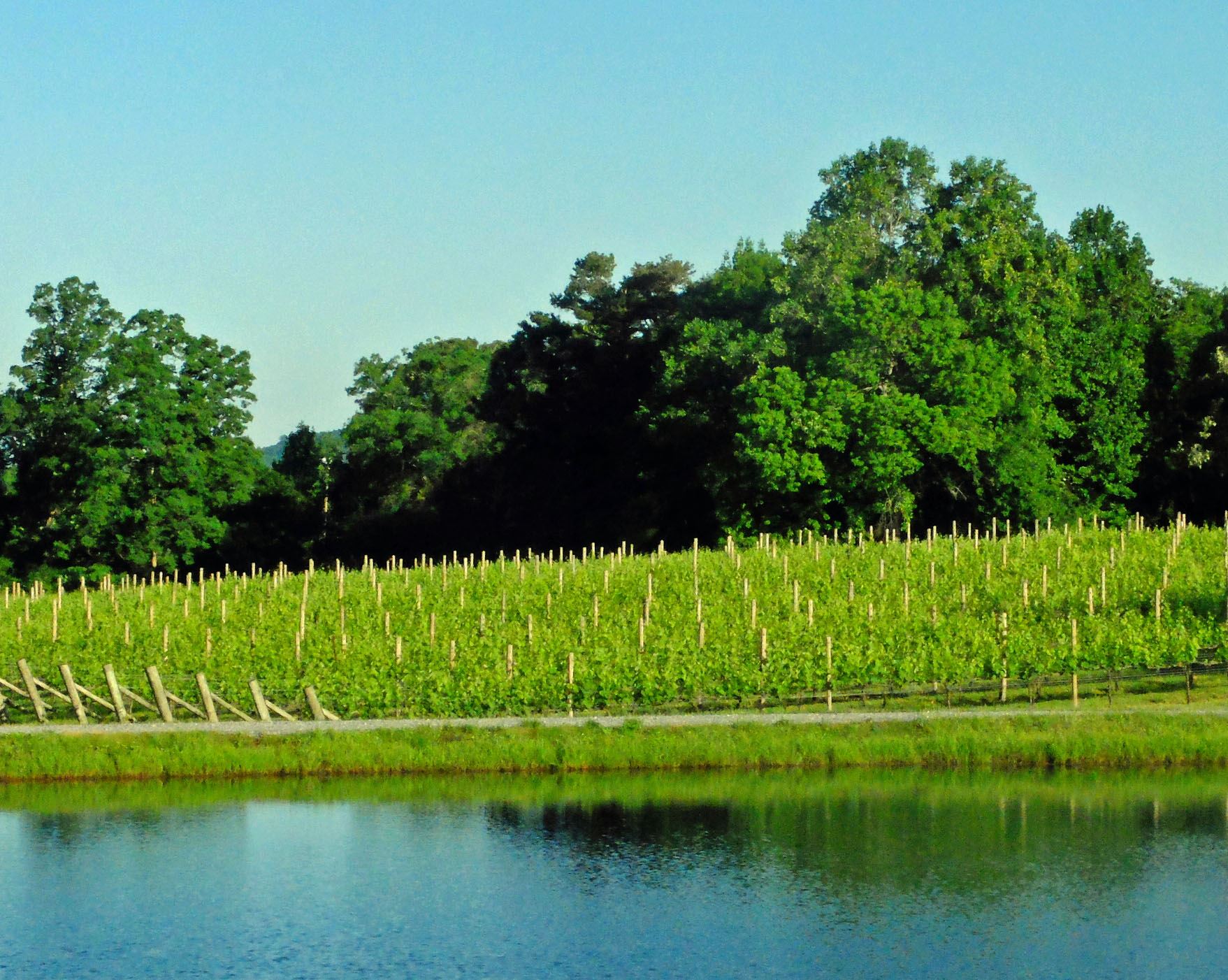 LaurelGrayVineyardPicture