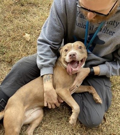 Image of dog being pet